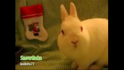 Animals of sing deck the Halls 