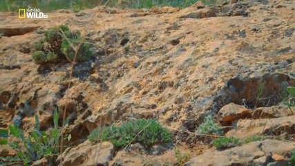 Nat Geo Wild -дивата Турция