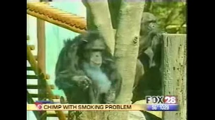 Gangsta Monkey