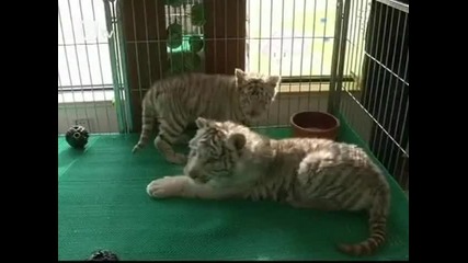 Дебют на бебета-бели тигри