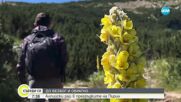 „Дотам и обратно”: Алпийски рай в прегръдките на Пирин