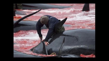 Варвари убиват делфини и няма кой да ги спре!