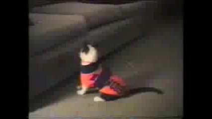 Funny pets cats 