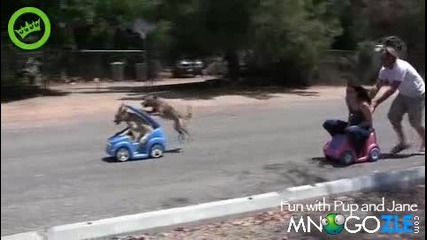 Кучета срещу хора