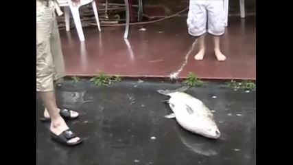 Giant Carp in Nashville Floodwaters 