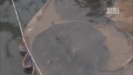 River Monsters - 400 lb. Stingray Gives Birth 