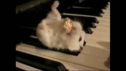 Hamster On A Piano (eating Popcorn)