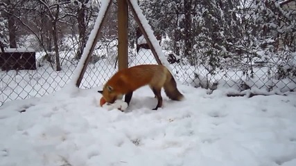 Сладката лисица се радва на нoвaтa си играчката в снега