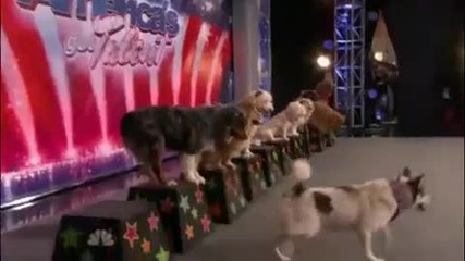 Много Яко Изпълнение С Кучета Америка Търси Талант 2010 