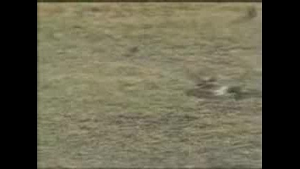 Rabbit Vs Snake