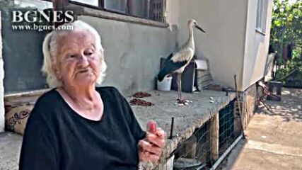 92-годишна баба от Казанлъшко спаси малък щъркел, паднал от гнездо по време на буря