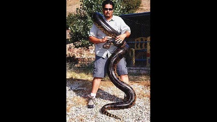Най-големите змии в Света