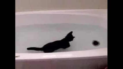 Котка,  Която Обича Водата
