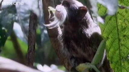 Смешни говорещи животни 1 - Bbc