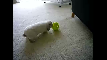Зайче играе с топка 