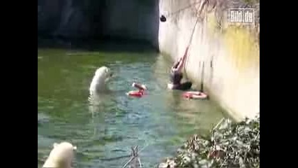 Жена пада във басейн с полярни мечки