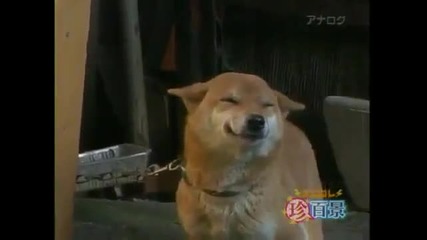 Кучето се усмихва от сърце,когато види стопанина си !