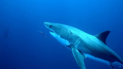 Gopro_ A Blonde and a Great White Shark