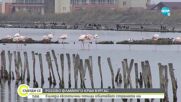 Хиляди фламинги ще зимуват край бургаските езера