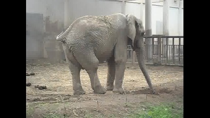 слон зоопарк Пекин 