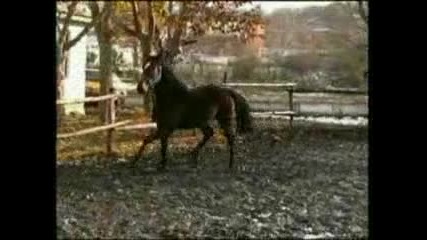 Galesta 