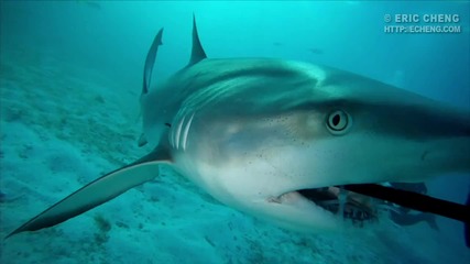 Да плуваш сред акули - Hd Shark Bite Gopro