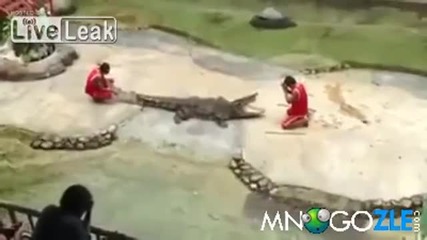 На крокодил му писва от игрички