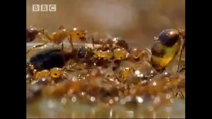 Мравки си правят спасителна лодка...