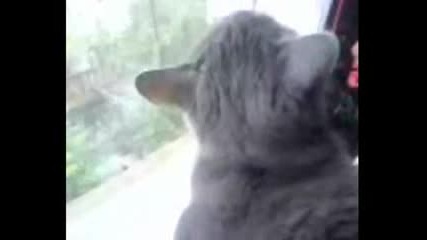 Malcolm Middleton - Birdwatcher * Наблюдавам птиците