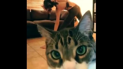 Смях ... Котка прекъсва йога видео . Внимание