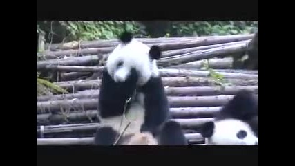 Кихащата панда 
