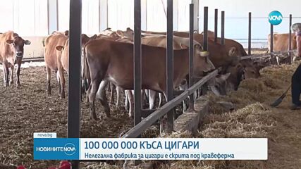 С над 100 милиона къса: Разбиха най-голямата фабрика за нелегални цигари у нас