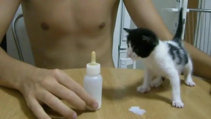 Kitten Goes Ballistic On Milk Bottle!