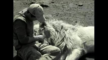 Kevin and the Lions