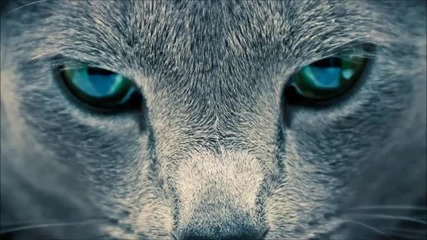 Nekliff - Angry Cats (magnetic Brothers remix)