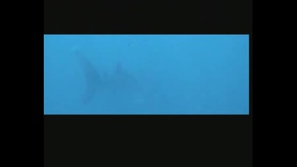 Nosy Be Squalo Balena - Whale Shark