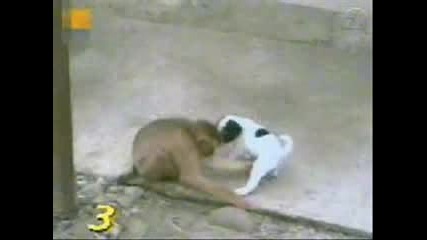 Маймуна обгрижва Куче :)