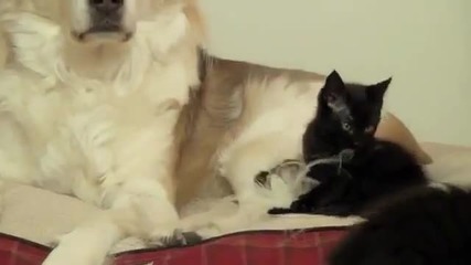 Търпеливо куче и палави котета