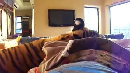 Тигър лежи в легло