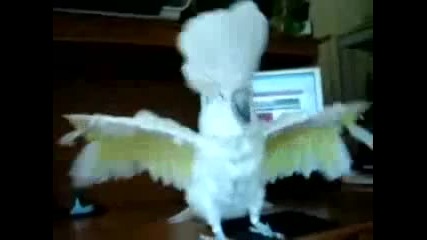 Death Metal Parrot