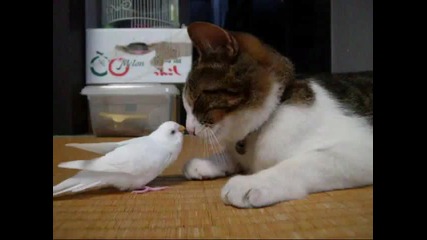 Папагал и коте смях