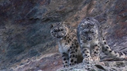 Снежните Леопарди ... 