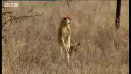 маймуна - Bbc wildlife 