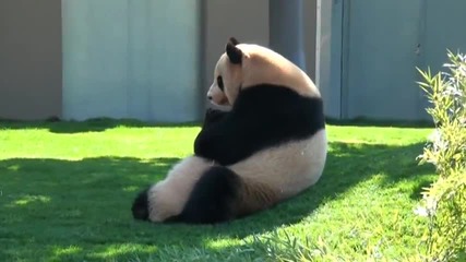 Панда играе с бебето си...
