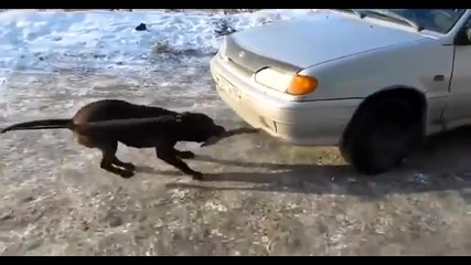 Питбул дърпа лека кола