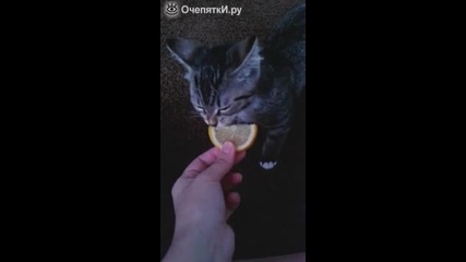 Сладко коте опитва лимон