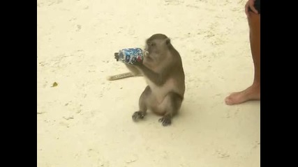 Маймунa пие Pepsi 