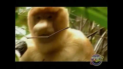 Бинди: Момичето от Джунглата - Епизод 18 – Маймунка в джунглата