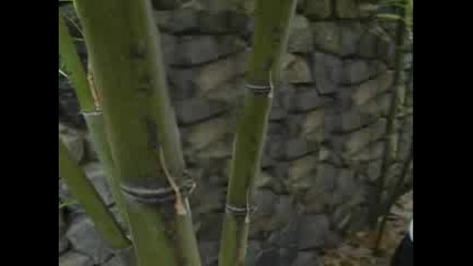 Very Funny Dogs Part 2