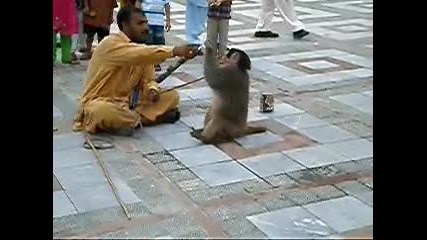 Маймуна с 2-3 Висши !? Усвоила Мурафети и Мъдрост?! Gangster Pakistani Monkey